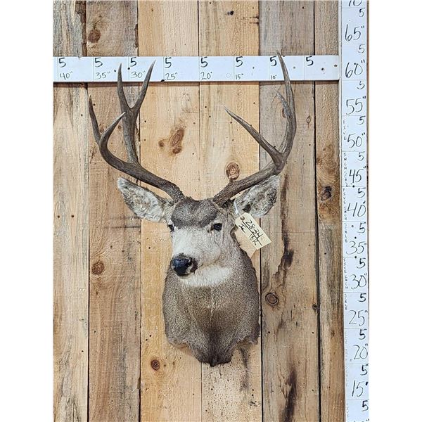 4x4 Mule Deer Shoulder Mount Taxidermy