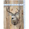 Image 1 : 4x4 Mule Deer Shoulder Mount Taxidermy