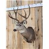 Image 2 : 4x4 Mule Deer Shoulder Mount Taxidermy