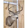 Image 3 : 4x4 Mule Deer Shoulder Mount Taxidermy