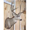 Image 4 : 4x4 Mule Deer Shoulder Mount Taxidermy