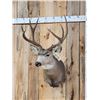 Image 5 : 4x4 Mule Deer Shoulder Mount Taxidermy
