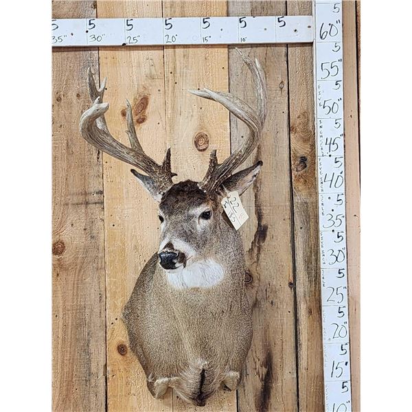Heavy Mass Wild Wisconsin Whitetail Shoulder Mount Taxidermy