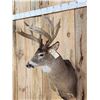 Image 2 : Heavy Mass Wild Wisconsin Whitetail Shoulder Mount Taxidermy