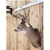 Image 3 : Heavy Mass Wild Wisconsin Whitetail Shoulder Mount Taxidermy