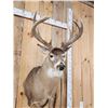 Image 4 : Heavy Mass Wild Wisconsin Whitetail Shoulder Mount Taxidermy
