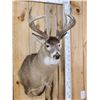 Image 5 : Heavy Mass Wild Wisconsin Whitetail Shoulder Mount Taxidermy
