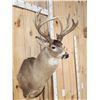 Image 6 : Heavy Mass Wild Wisconsin Whitetail Shoulder Mount Taxidermy