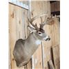 Image 7 : Heavy Mass Wild Wisconsin Whitetail Shoulder Mount Taxidermy