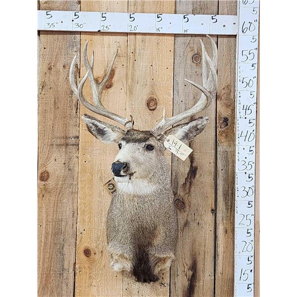 5x5 Mule Deer Shoulder Mount Taxidermy
