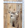 Image 1 : 5x5 Mule Deer Shoulder Mount Taxidermy