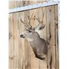 Image 2 : 5x5 Mule Deer Shoulder Mount Taxidermy