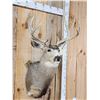 Image 3 : 5x5 Mule Deer Shoulder Mount Taxidermy
