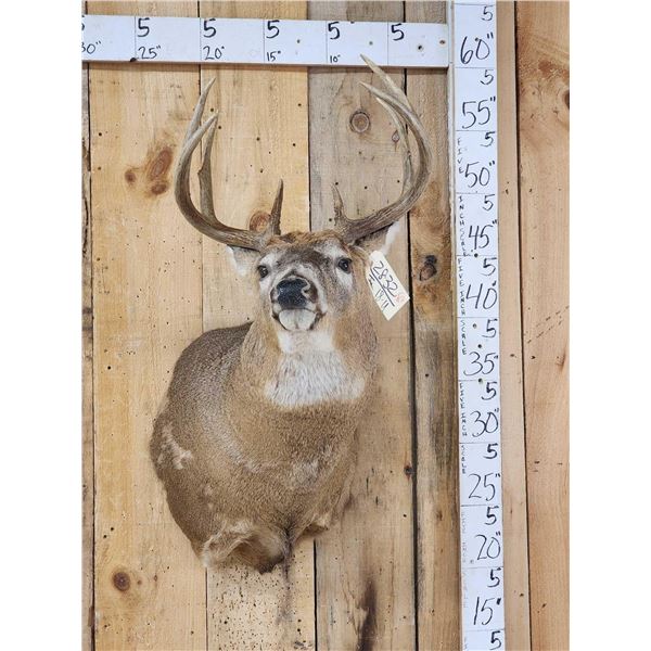 5x5 Whitetail Shoulder Mount Taxidermy
