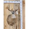 Image 1 : 5x5 Whitetail Shoulder Mount Taxidermy