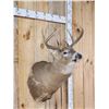 Image 2 : 5x5 Whitetail Shoulder Mount Taxidermy