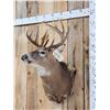 Image 3 : 5x5 Whitetail Shoulder Mount Taxidermy
