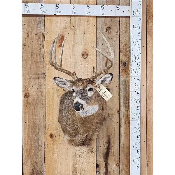 4x5 Whitetail Shoulder Mount Taxidermy