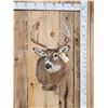 Image 1 : 4x5 Whitetail Shoulder Mount Taxidermy