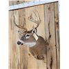 Image 2 : 4x5 Whitetail Shoulder Mount Taxidermy