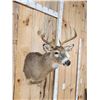 Image 4 : 4x5 Whitetail Shoulder Mount Taxidermy