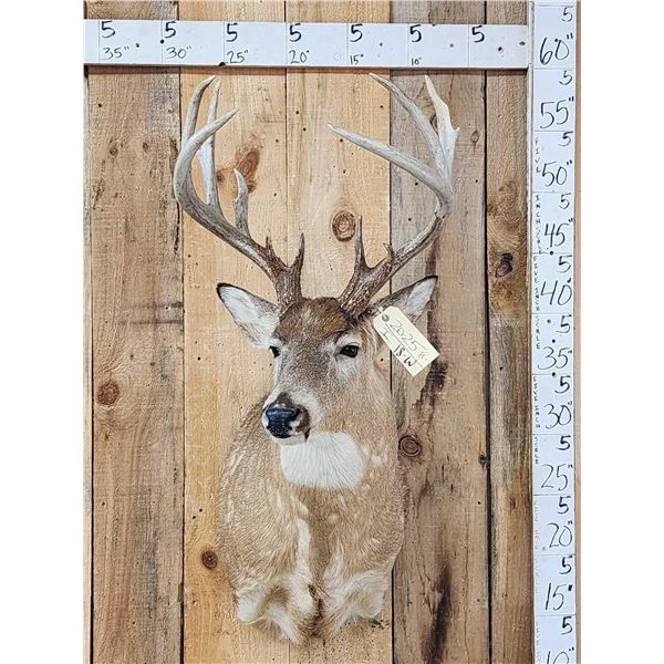 Main Frame 5x5 Whitetail Shoulder Mount Taxidermy