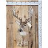 Image 1 : Main Frame 5x5 Whitetail Shoulder Mount Taxidermy