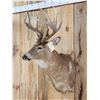 Image 2 : Main Frame 5x5 Whitetail Shoulder Mount Taxidermy