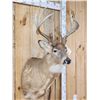 Image 3 : Main Frame 5x5 Whitetail Shoulder Mount Taxidermy