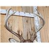 Image 4 : Main Frame 5x5 Whitetail Shoulder Mount Taxidermy