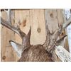 Image 5 : Main Frame 5x5 Whitetail Shoulder Mount Taxidermy