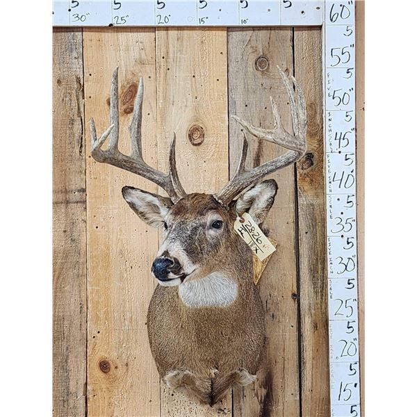 5x5 Whitetail Shoulder Mount Taxidermy