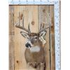 Image 1 : 5x5 Whitetail Shoulder Mount Taxidermy