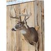 Image 2 : 5x5 Whitetail Shoulder Mount Taxidermy