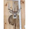 Image 3 : 5x5 Whitetail Shoulder Mount Taxidermy