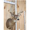 Image 4 : 5x5 Whitetail Shoulder Mount Taxidermy