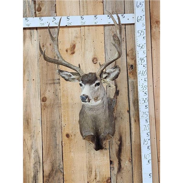 6x6 Mule Deer Shoulder Mount Taxidermy