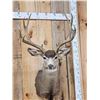 Image 2 : 6x6 Mule Deer Shoulder Mount Taxidermy