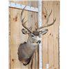 Image 3 : 6x6 Mule Deer Shoulder Mount Taxidermy