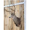 Image 4 : 6x6 Mule Deer Shoulder Mount Taxidermy