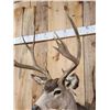 Image 5 : 6x6 Mule Deer Shoulder Mount Taxidermy