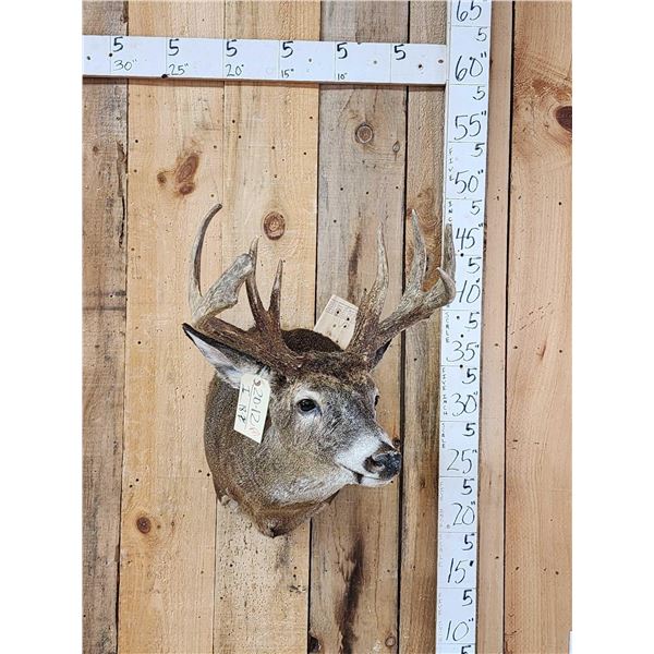 3x4 Whitetail Shoulder Mount Taxidermy