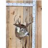 Image 1 : 3x4 Whitetail Shoulder Mount Taxidermy