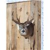 Image 2 : 3x4 Whitetail Shoulder Mount Taxidermy