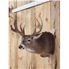 Image 3 : 3x4 Whitetail Shoulder Mount Taxidermy