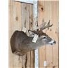 Image 4 : 3x4 Whitetail Shoulder Mount Taxidermy
