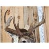 Image 5 : 3x4 Whitetail Shoulder Mount Taxidermy