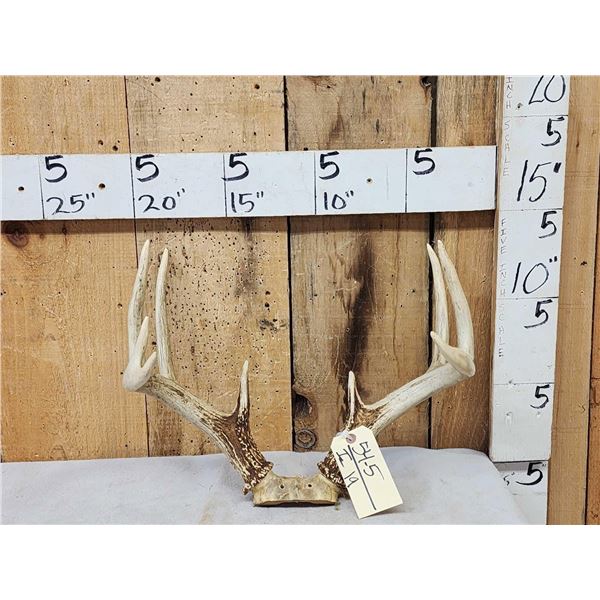 4x5 Whitetail Antlers On Skull Plate