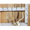 Image 1 : 4x5 Whitetail Antlers On Skull Plate
