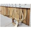 Image 2 : 4x5 Whitetail Antlers On Skull Plate